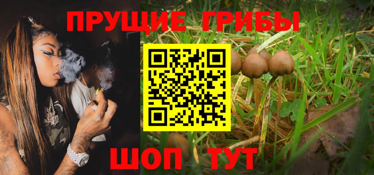 Псилоцибиновые грибы Cubensis Березники